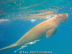 "To the air", Dugong dugon. by Bea & Stef Primatesta 